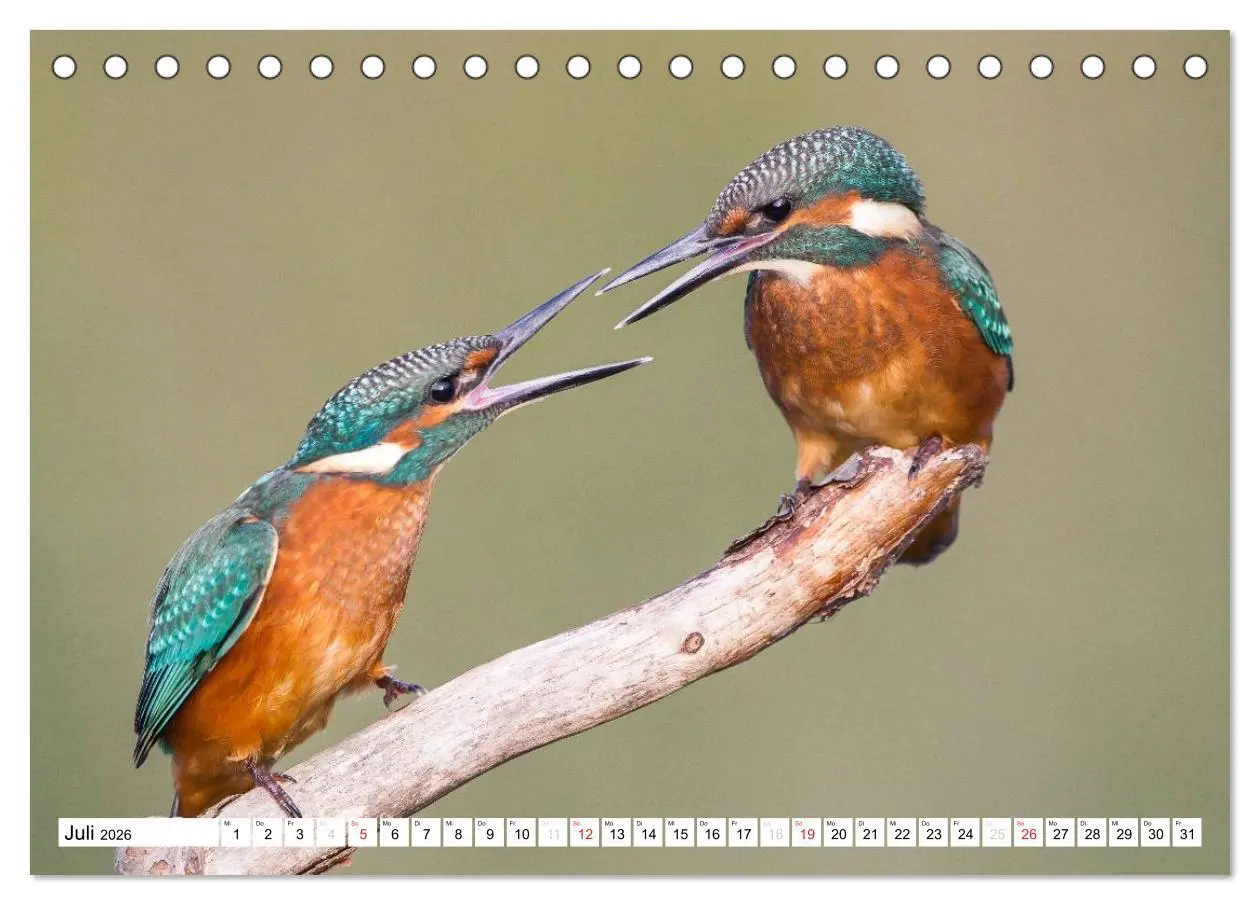 Bild: 9783457973660 | Faszination Eisvogel (Tischkalender 2026 DIN A5 quer), CALVENDO...