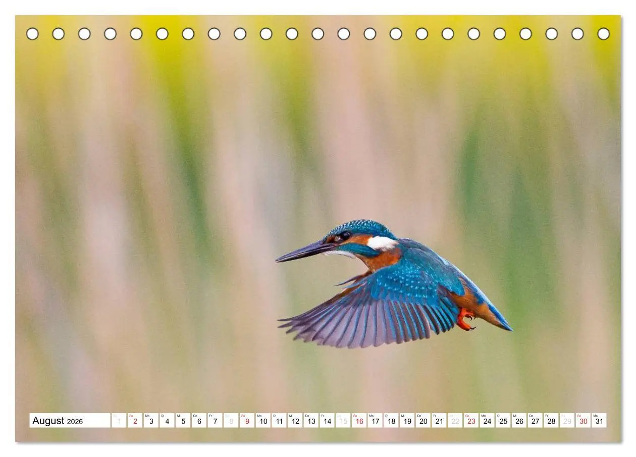 Bild: 9783457973660 | Faszination Eisvogel (Tischkalender 2026 DIN A5 quer), CALVENDO...