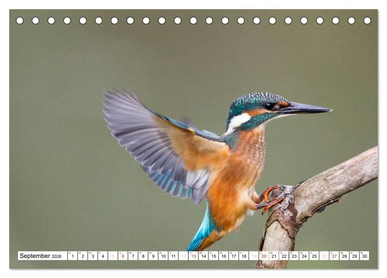Bild: 9783457973660 | Faszination Eisvogel (Tischkalender 2026 DIN A5 quer), CALVENDO...