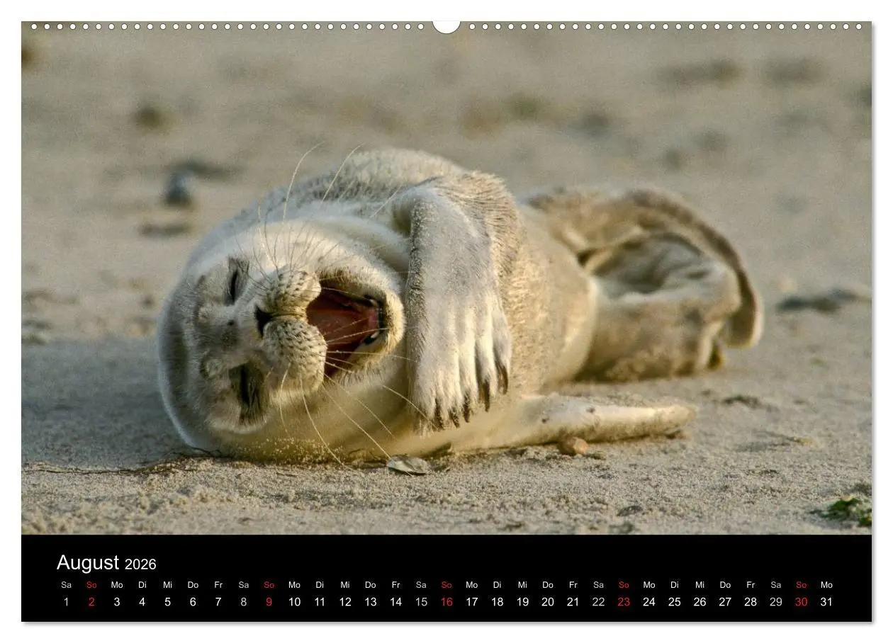 Bild: 9783516063660 | Faszination Kegelrobben und Seehunde 2026 (Wandkalender 2026 DIN A2...
