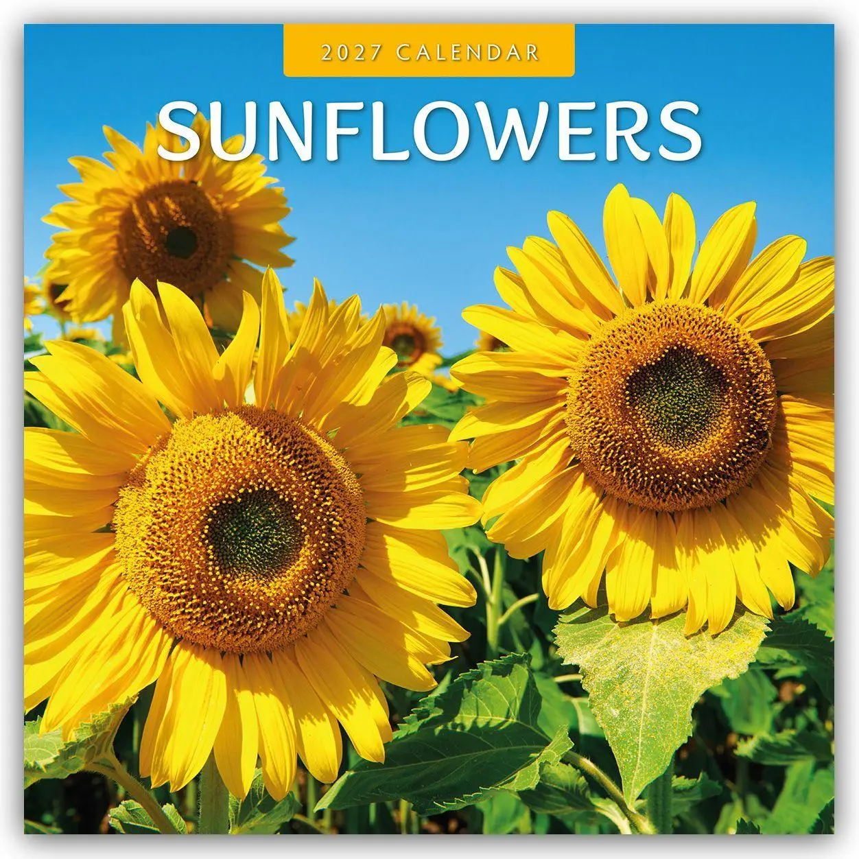Cover: 9781837013760 | Sunflowers - Sonnenblumen 2027 - 16-Monatskalender | Robin Red | 28 S.