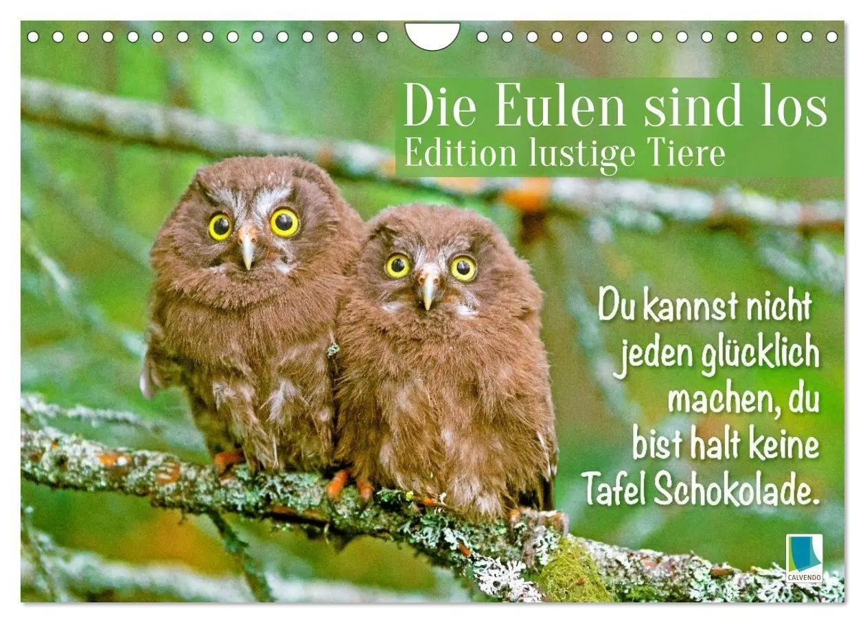 Cover: 9783516983760 | Die Eulen sind los: Edition lustige Tiere (Wandkalender 2027 DIN A4...