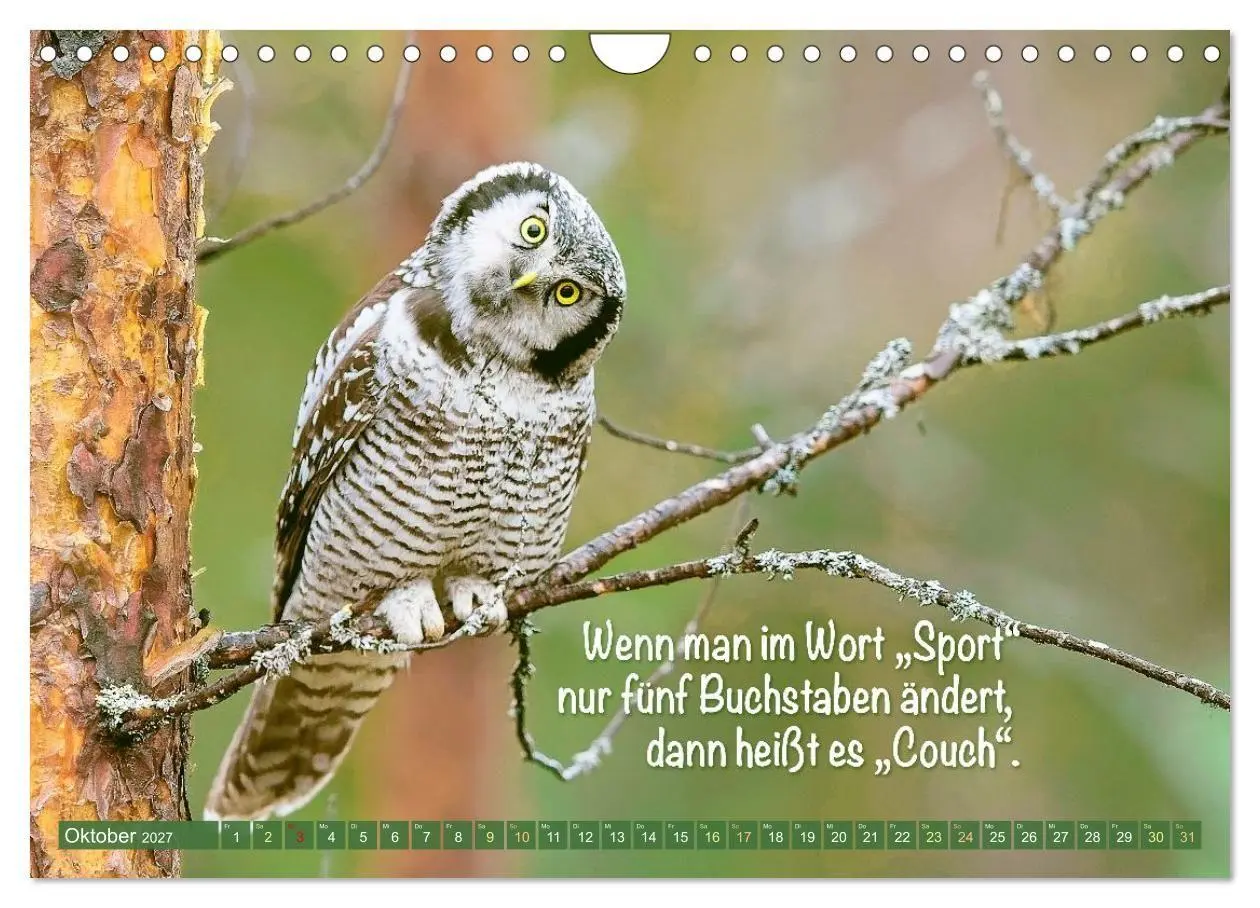 Bild: 9783516983760 | Die Eulen sind los: Edition lustige Tiere (Wandkalender 2027 DIN A4...