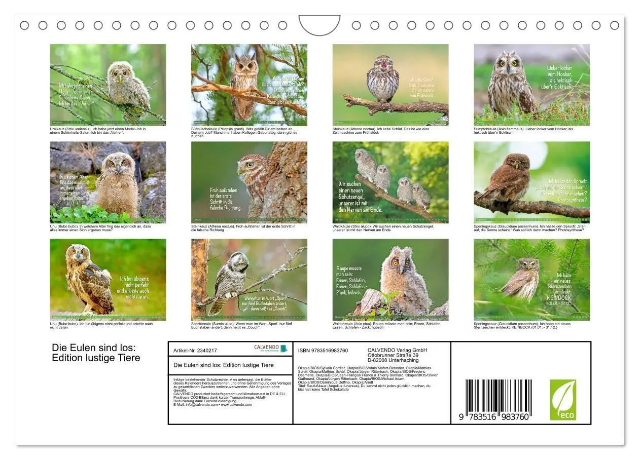 Bild: 9783516983760 | Die Eulen sind los: Edition lustige Tiere (Wandkalender 2027 DIN A4...