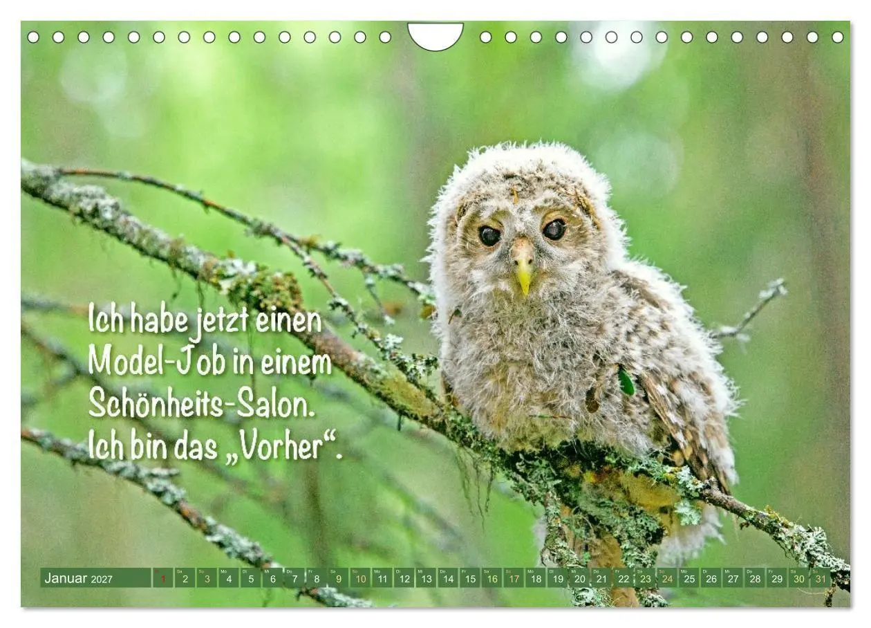Bild: 9783516983760 | Die Eulen sind los: Edition lustige Tiere (Wandkalender 2027 DIN A4...