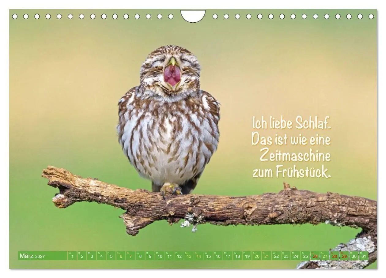 Bild: 9783516983760 | Die Eulen sind los: Edition lustige Tiere (Wandkalender 2027 DIN A4...