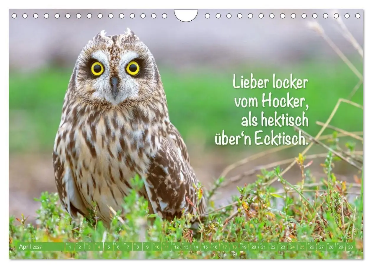 Bild: 9783516983760 | Die Eulen sind los: Edition lustige Tiere (Wandkalender 2027 DIN A4...
