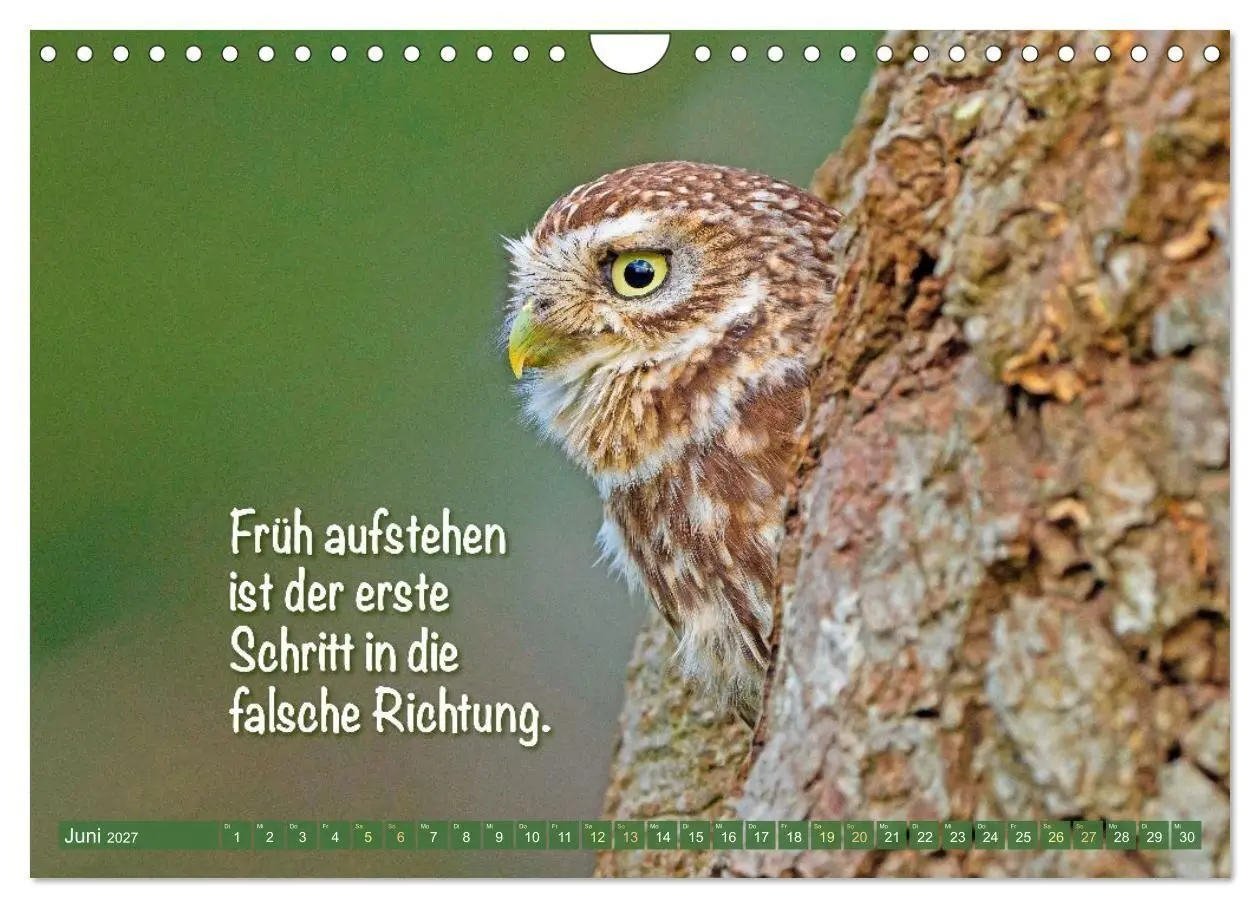 Bild: 9783516983760 | Die Eulen sind los: Edition lustige Tiere (Wandkalender 2027 DIN A4...