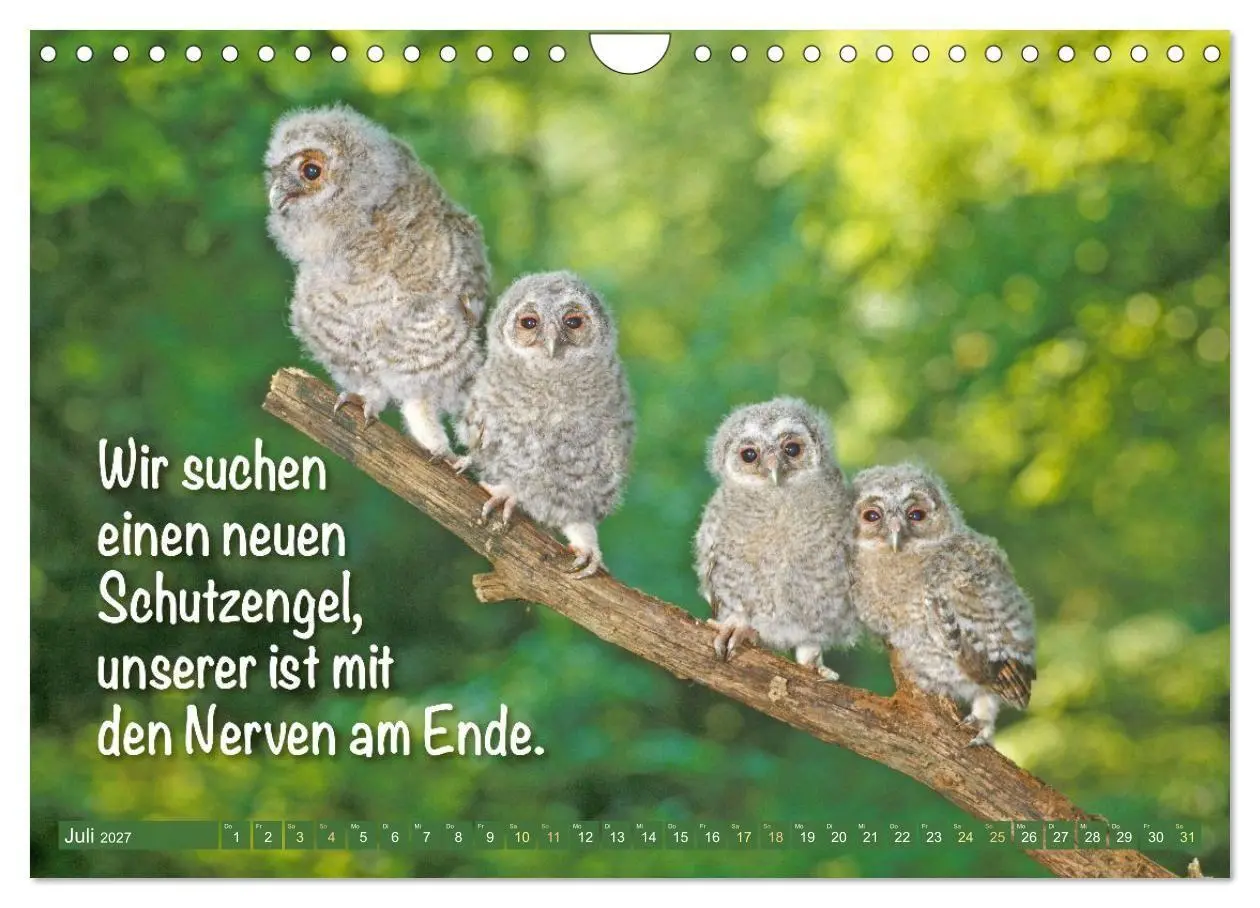 Bild: 9783516983760 | Die Eulen sind los: Edition lustige Tiere (Wandkalender 2027 DIN A4...