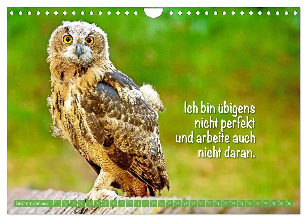 Bild: 9783516983760 | Die Eulen sind los: Edition lustige Tiere (Wandkalender 2027 DIN A4...