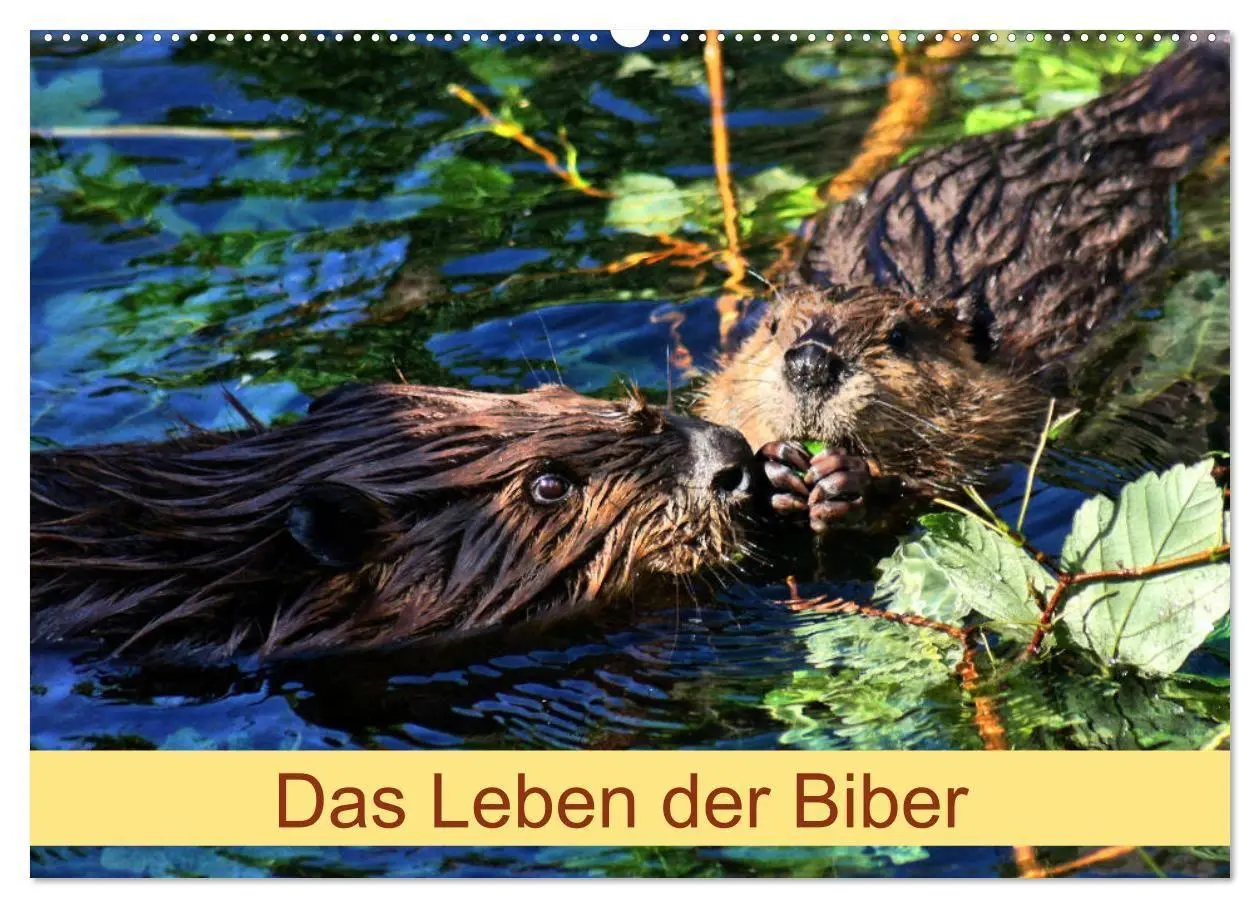 Cover: 9783569833760 | Das Leben der Biber (Wandkalender 2027 DIN A2 quer), CALVENDO...