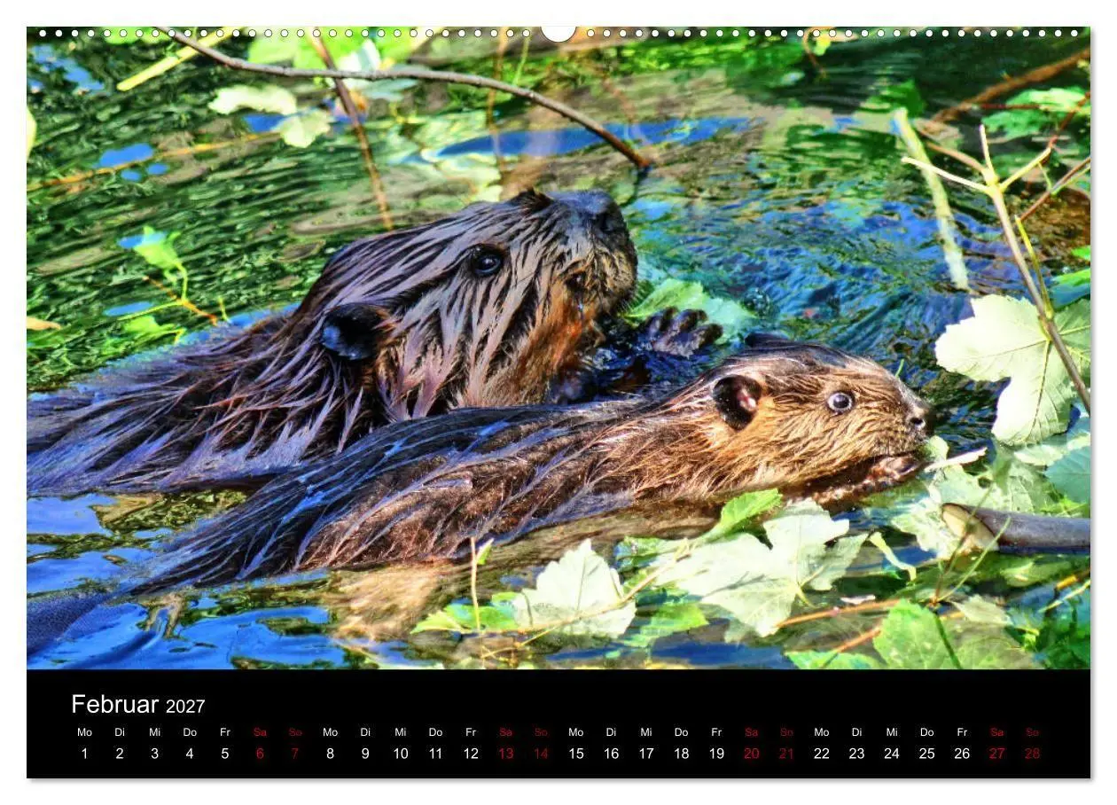 Bild: 9783569833760 | Das Leben der Biber (Wandkalender 2027 DIN A2 quer), CALVENDO...