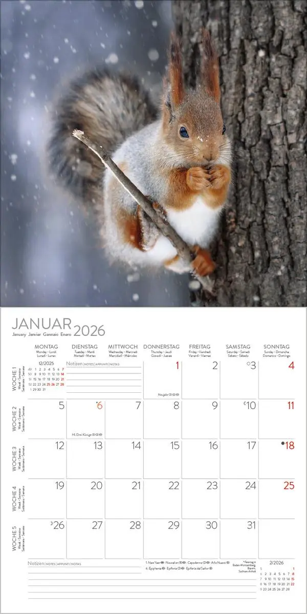 Bild: 9783731883760 | Eichhörnchen 2026 | Verlag Korsch | Kalender | 13 S. | Deutsch | 2026