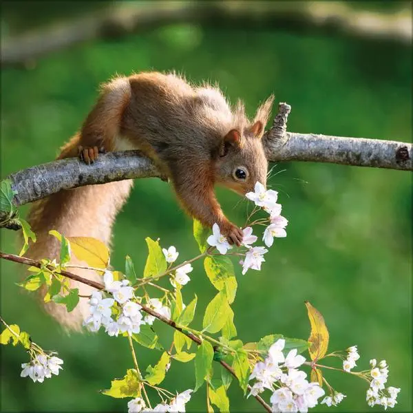 Bild: 9783731883760 | Eichhörnchen 2026 | Verlag Korsch | Kalender | 13 S. | Deutsch | 2026