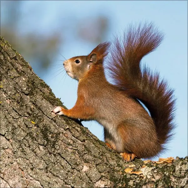 Bild: 9783731883760 | Eichhörnchen 2026 | Verlag Korsch | Kalender | 13 S. | Deutsch | 2026