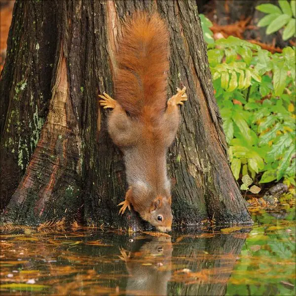 Bild: 9783731883760 | Eichhörnchen 2026 | Verlag Korsch | Kalender | 13 S. | Deutsch | 2026