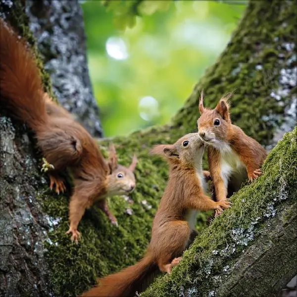 Bild: 9783731883760 | Eichhörnchen 2026 | Verlag Korsch | Kalender | 13 S. | Deutsch | 2026