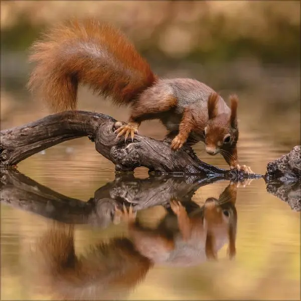 Bild: 9783731883760 | Eichhörnchen 2026 | Verlag Korsch | Kalender | 13 S. | Deutsch | 2026