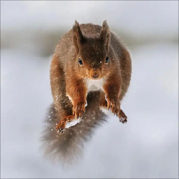 Bild: 9783731883760 | Eichhörnchen 2026 | Verlag Korsch | Kalender | 13 S. | Deutsch | 2026