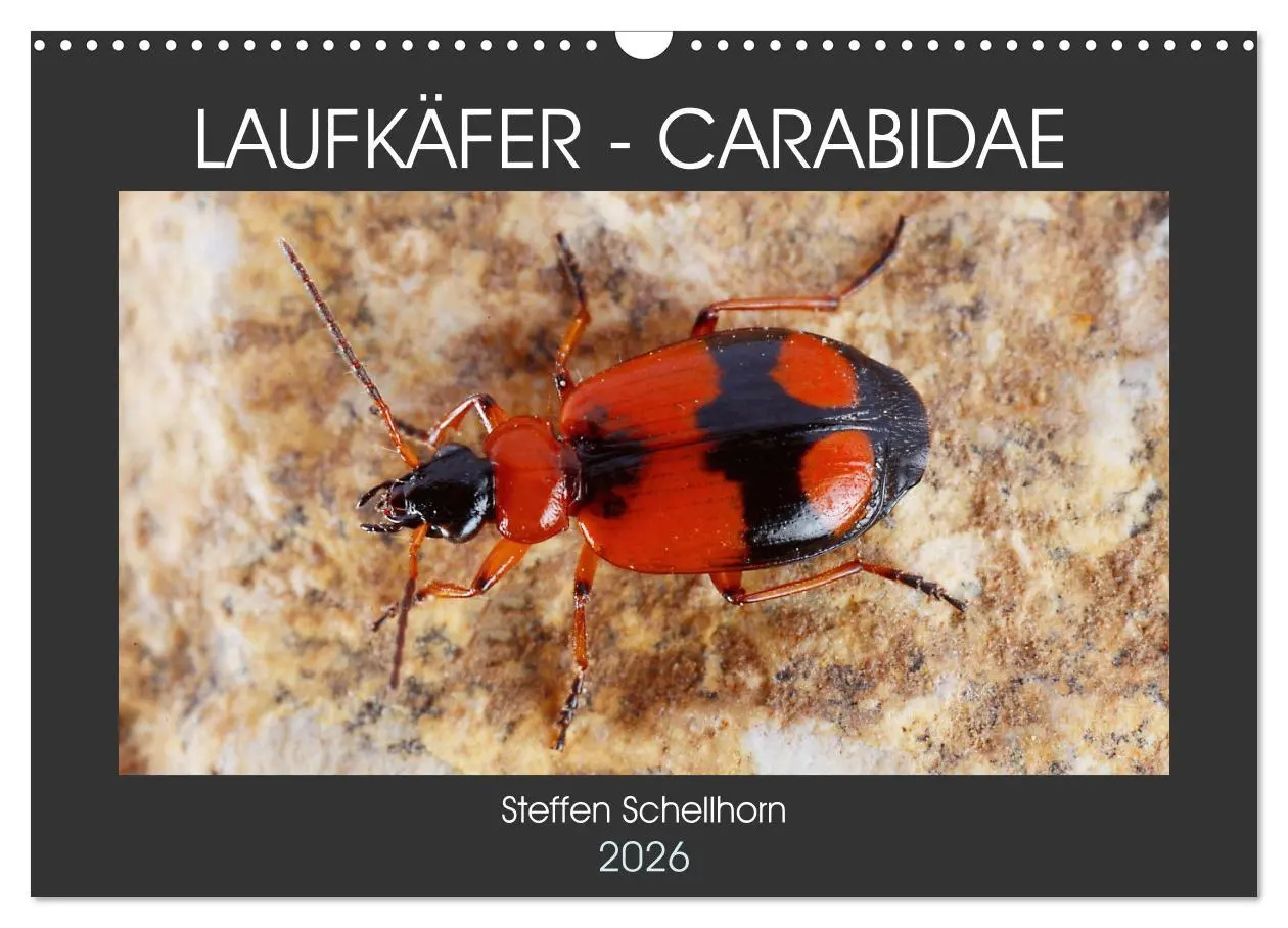 Cover: 9783457643860 | LAUFKÄFER - CARABIDAE (Wandkalender 2026 DIN A3 quer), CALVENDO...