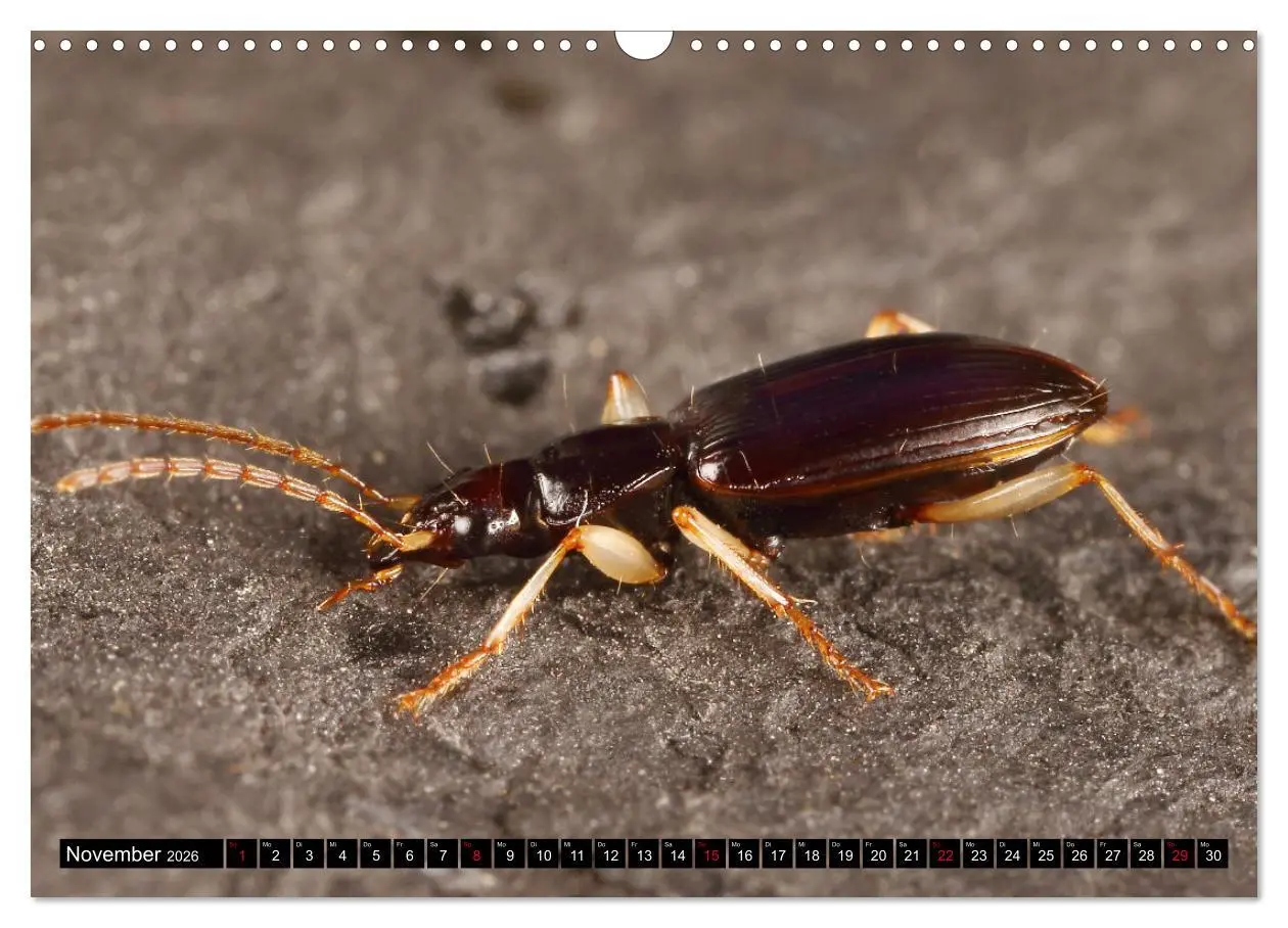 Bild: 9783457643860 | LAUFKÄFER - CARABIDAE (Wandkalender 2026 DIN A3 quer), CALVENDO...
