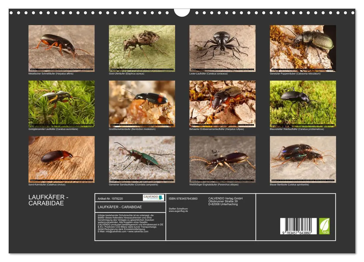 Bild: 9783457643860 | LAUFKÄFER - CARABIDAE (Wandkalender 2026 DIN A3 quer), CALVENDO...