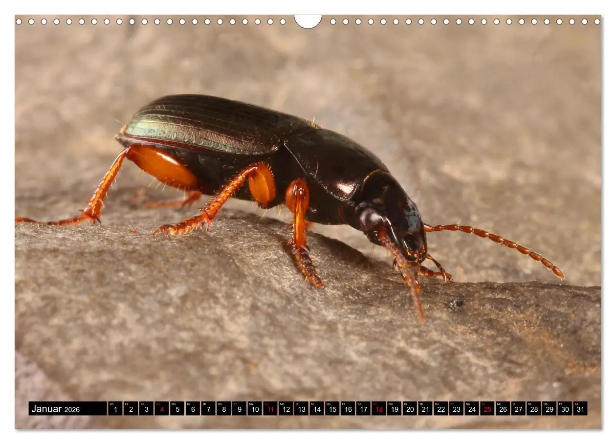 Bild: 9783457643860 | LAUFKÄFER - CARABIDAE (Wandkalender 2026 DIN A3 quer), CALVENDO...