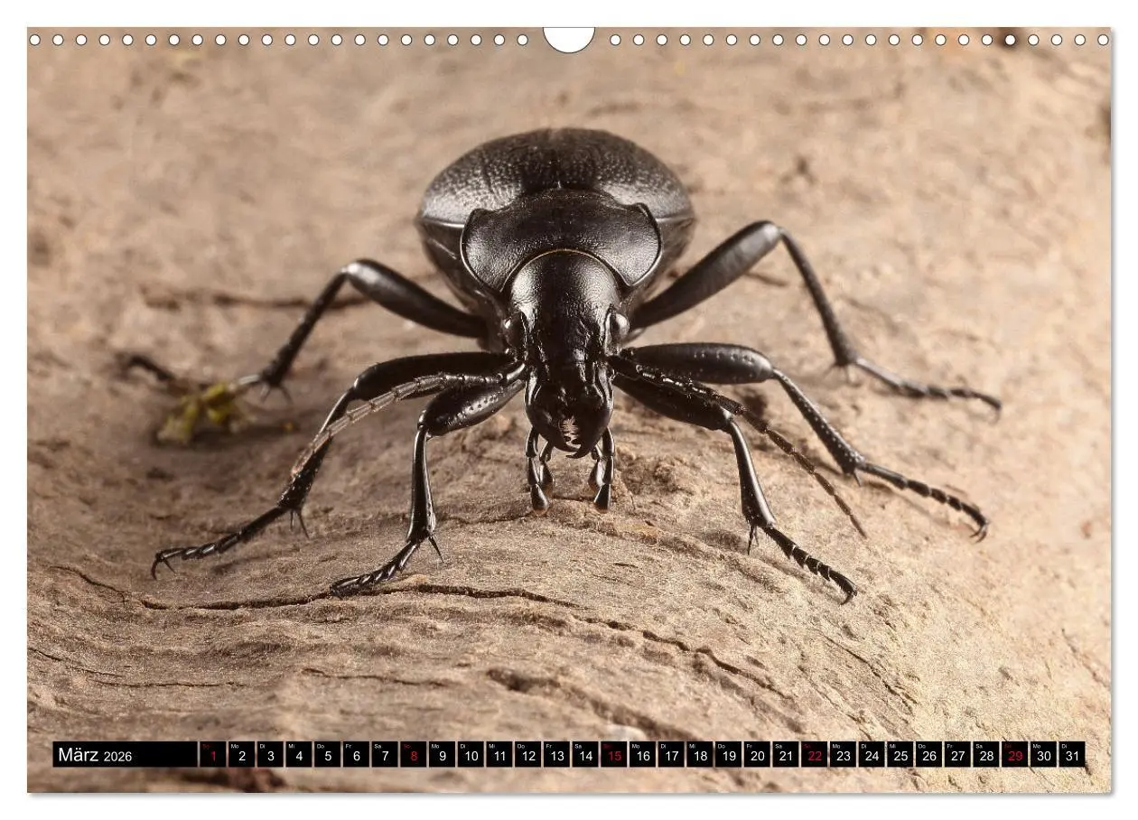 Bild: 9783457643860 | LAUFKÄFER - CARABIDAE (Wandkalender 2026 DIN A3 quer), CALVENDO...