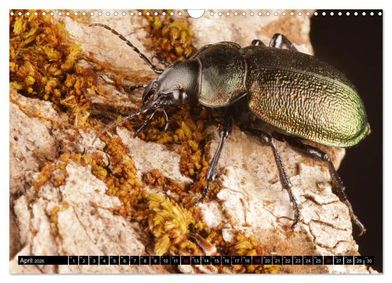 Bild: 9783457643860 | LAUFKÄFER - CARABIDAE (Wandkalender 2026 DIN A3 quer), CALVENDO...