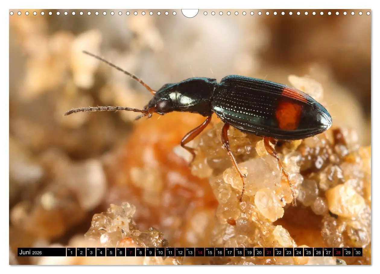 Bild: 9783457643860 | LAUFKÄFER - CARABIDAE (Wandkalender 2026 DIN A3 quer), CALVENDO...
