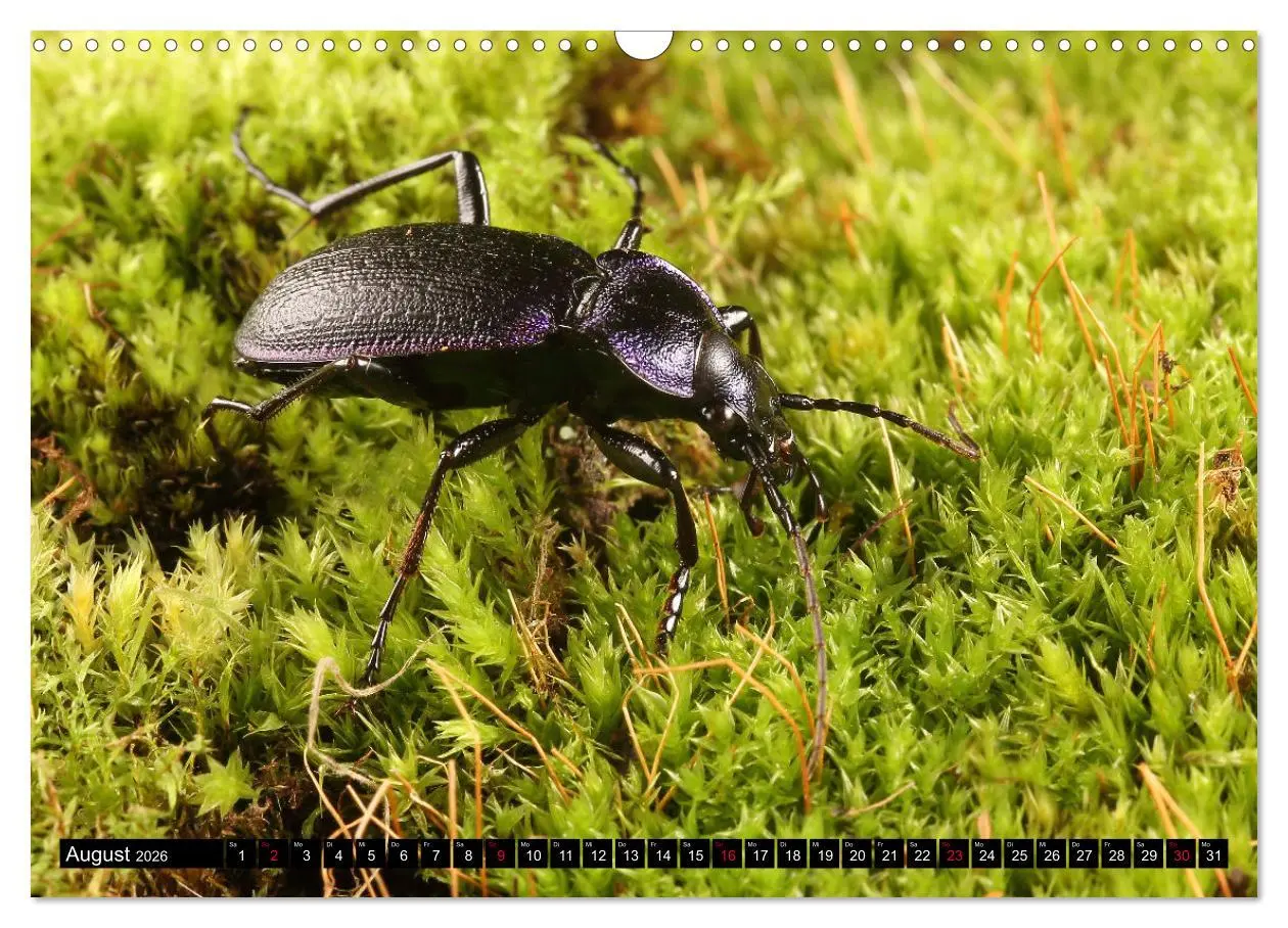 Bild: 9783457643860 | LAUFKÄFER - CARABIDAE (Wandkalender 2026 DIN A3 quer), CALVENDO...