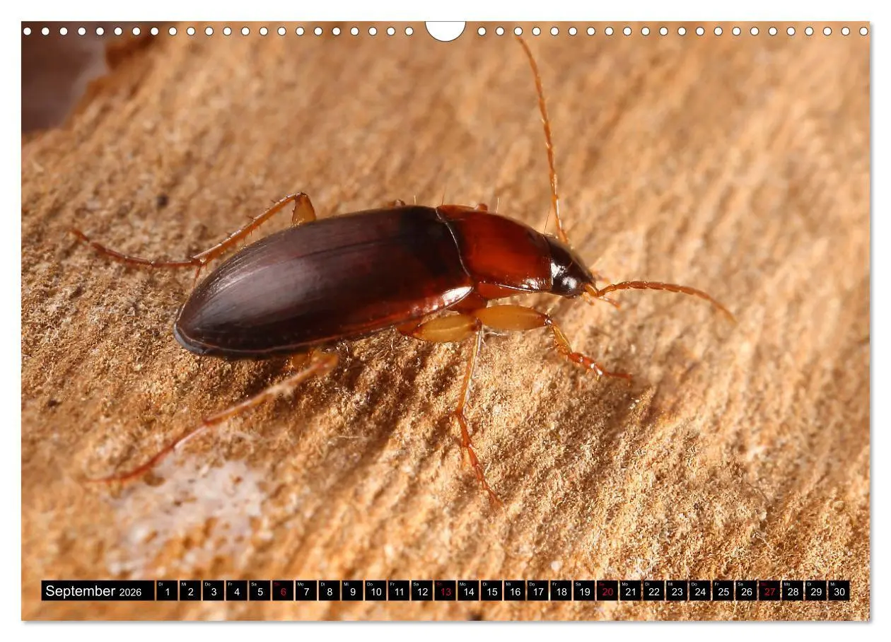Bild: 9783457643860 | LAUFKÄFER - CARABIDAE (Wandkalender 2026 DIN A3 quer), CALVENDO...