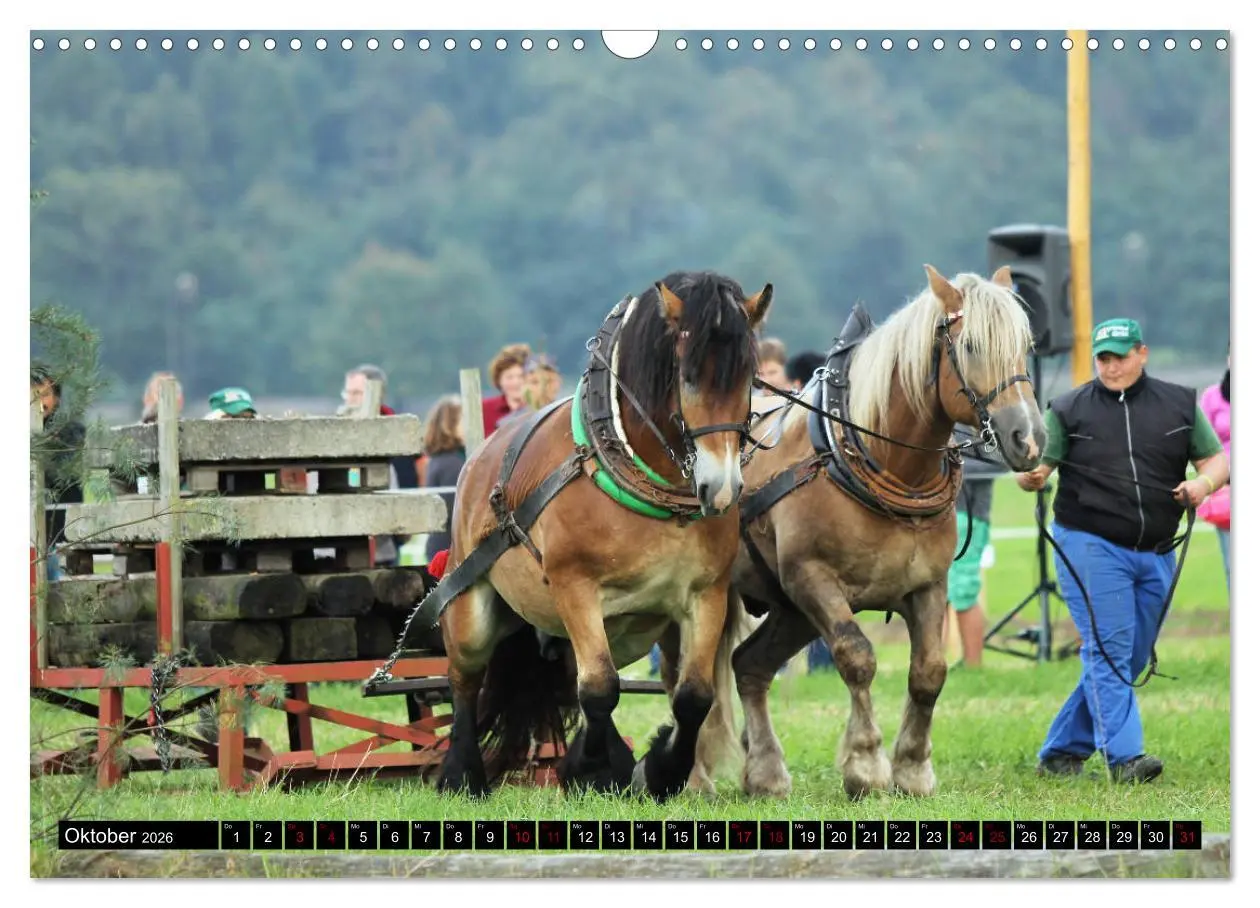 Bild: 9783457873960 | Schwere Pferde 2026 (Wandkalender 2026 DIN A3 quer), CALVENDO...