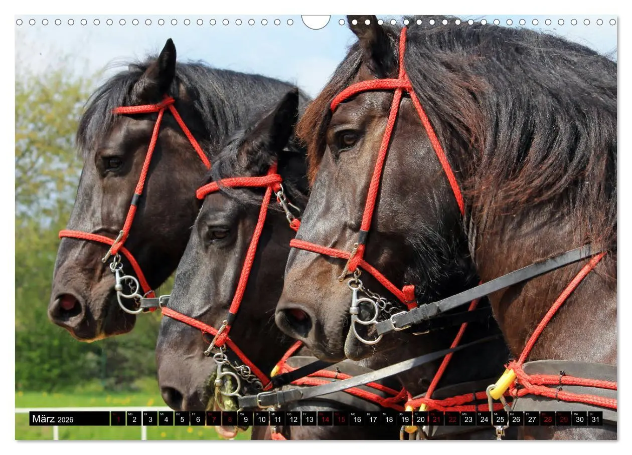 Bild: 9783457873960 | Schwere Pferde 2026 (Wandkalender 2026 DIN A3 quer), CALVENDO...