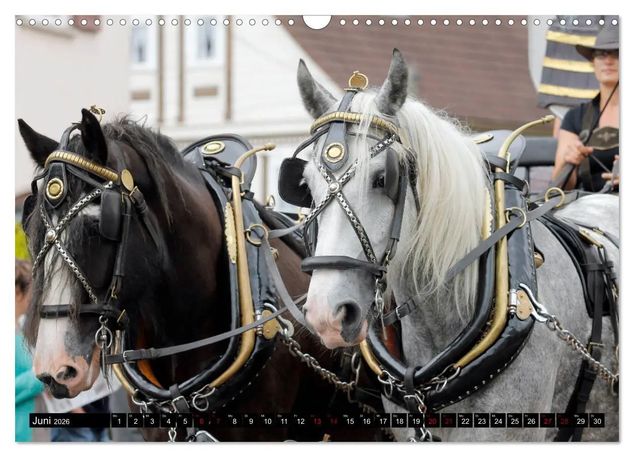 Bild: 9783457873960 | Schwere Pferde 2026 (Wandkalender 2026 DIN A3 quer), CALVENDO...