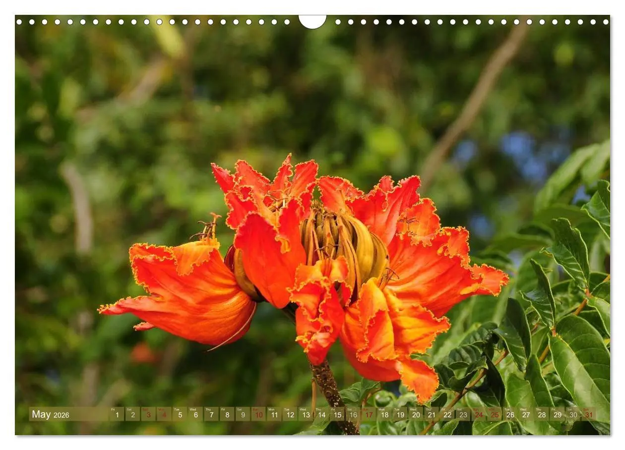Bild: 9783516583960 | The Paradise of Hawaii (Wall Calendar 2026 DIN A3 landscape),...