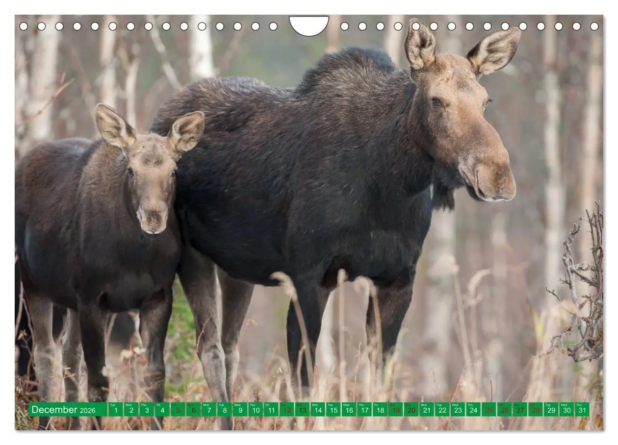 Bild: 9783516544060 | FIRST STEPS FOR BABY MOOSE (Wall Calendar 2026 DIN A4 landscape),...