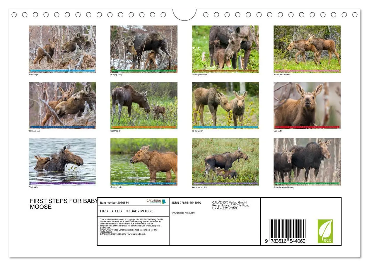 Bild: 9783516544060 | FIRST STEPS FOR BABY MOOSE (Wall Calendar 2026 DIN A4 landscape),...