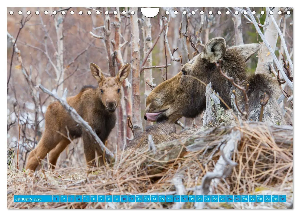 Bild: 9783516544060 | FIRST STEPS FOR BABY MOOSE (Wall Calendar 2026 DIN A4 landscape),...