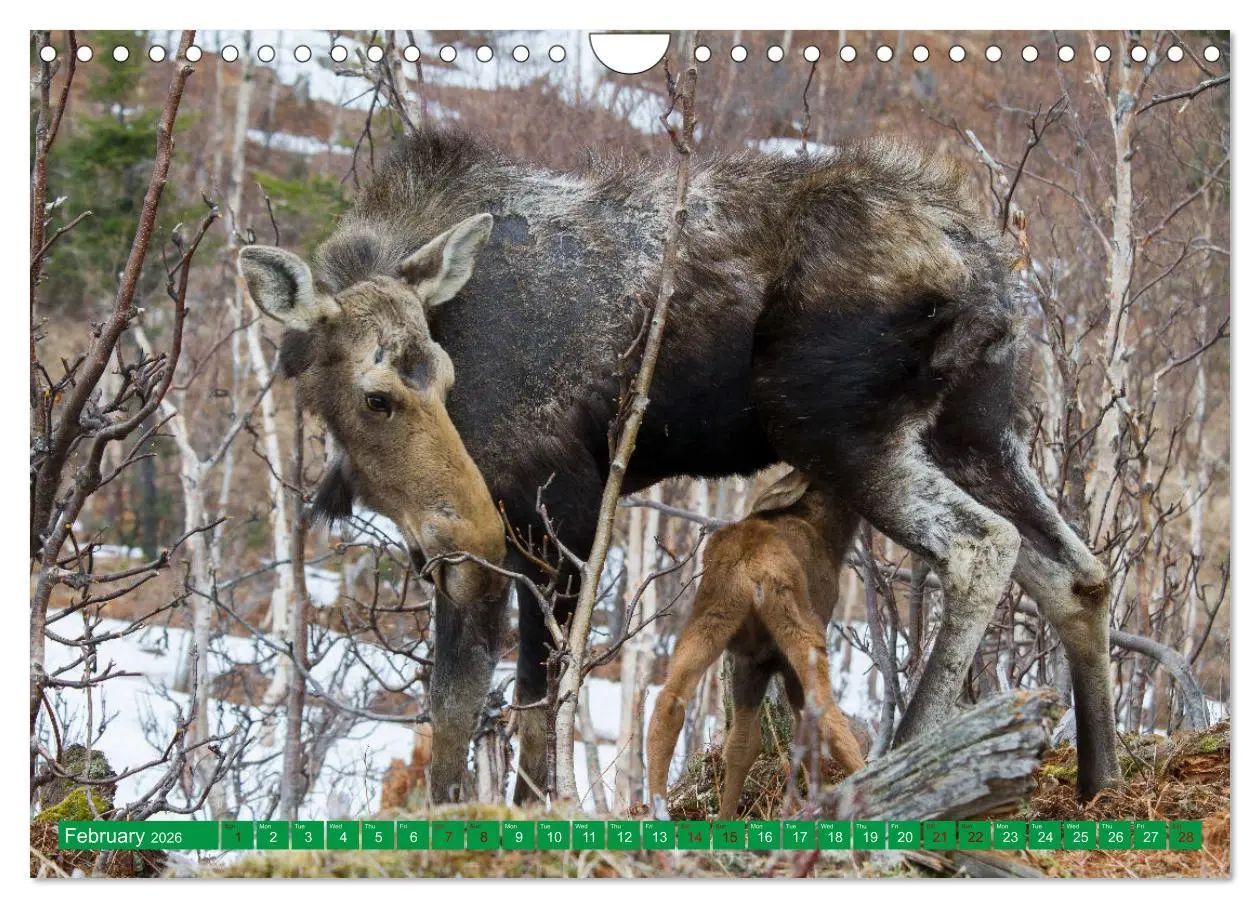 Bild: 9783516544060 | FIRST STEPS FOR BABY MOOSE (Wall Calendar 2026 DIN A4 landscape),...