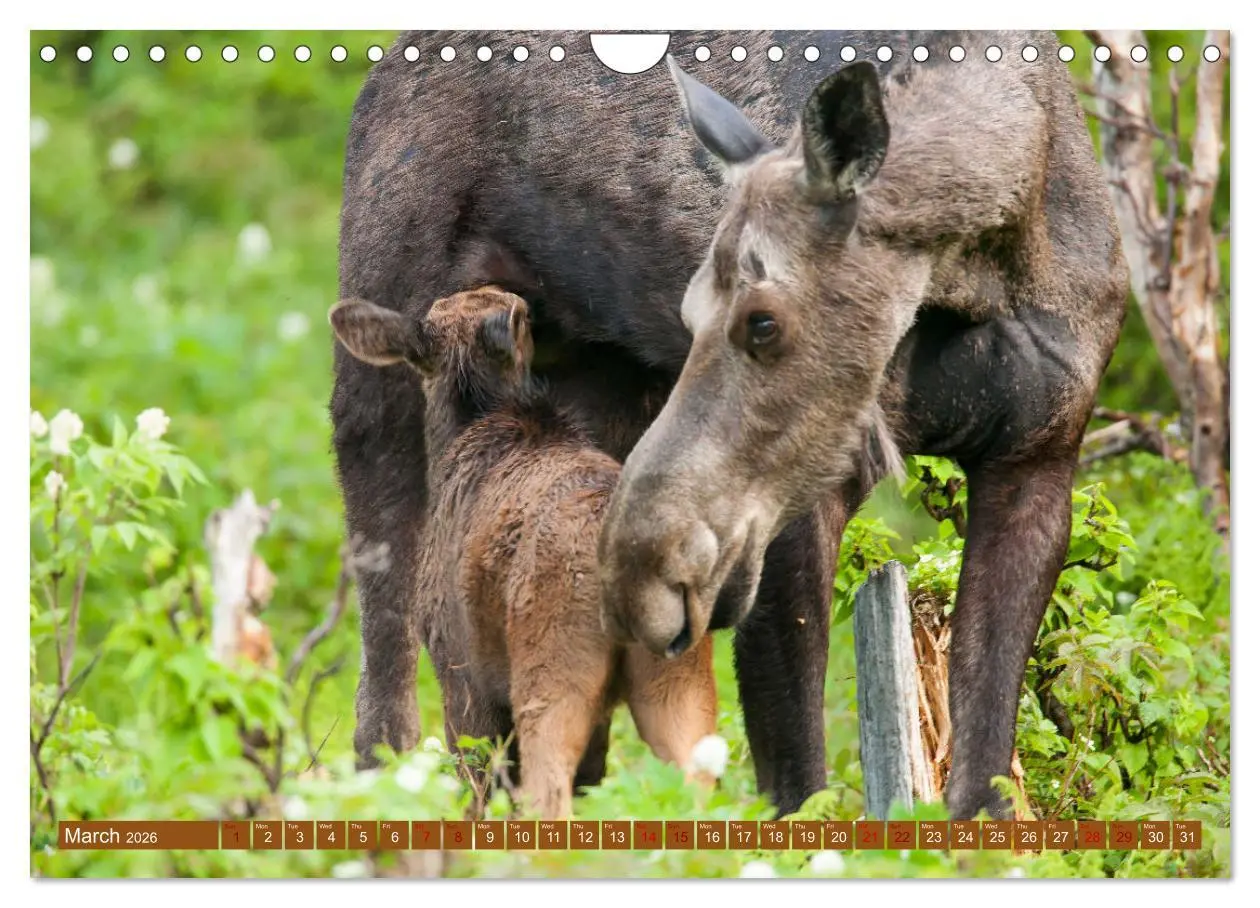Bild: 9783516544060 | FIRST STEPS FOR BABY MOOSE (Wall Calendar 2026 DIN A4 landscape),...