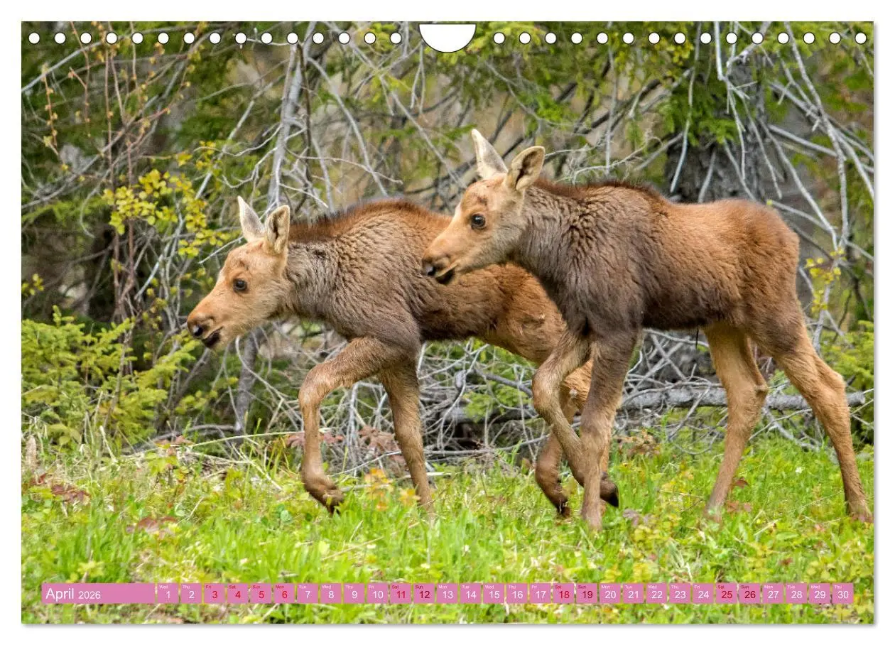 Bild: 9783516544060 | FIRST STEPS FOR BABY MOOSE (Wall Calendar 2026 DIN A4 landscape),...