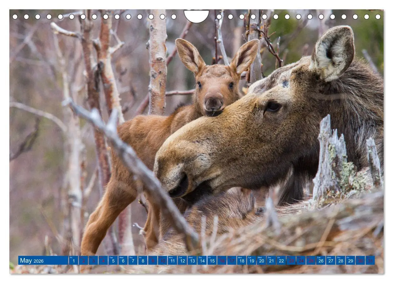 Bild: 9783516544060 | FIRST STEPS FOR BABY MOOSE (Wall Calendar 2026 DIN A4 landscape),...