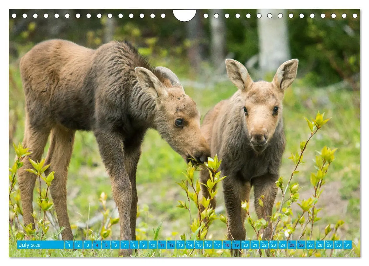 Bild: 9783516544060 | FIRST STEPS FOR BABY MOOSE (Wall Calendar 2026 DIN A4 landscape),...