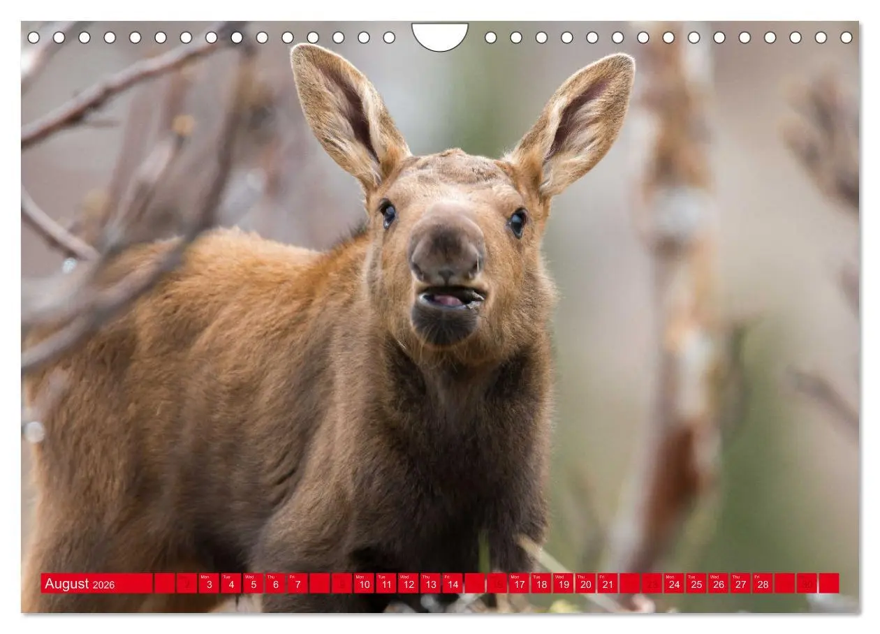 Bild: 9783516544060 | FIRST STEPS FOR BABY MOOSE (Wall Calendar 2026 DIN A4 landscape),...