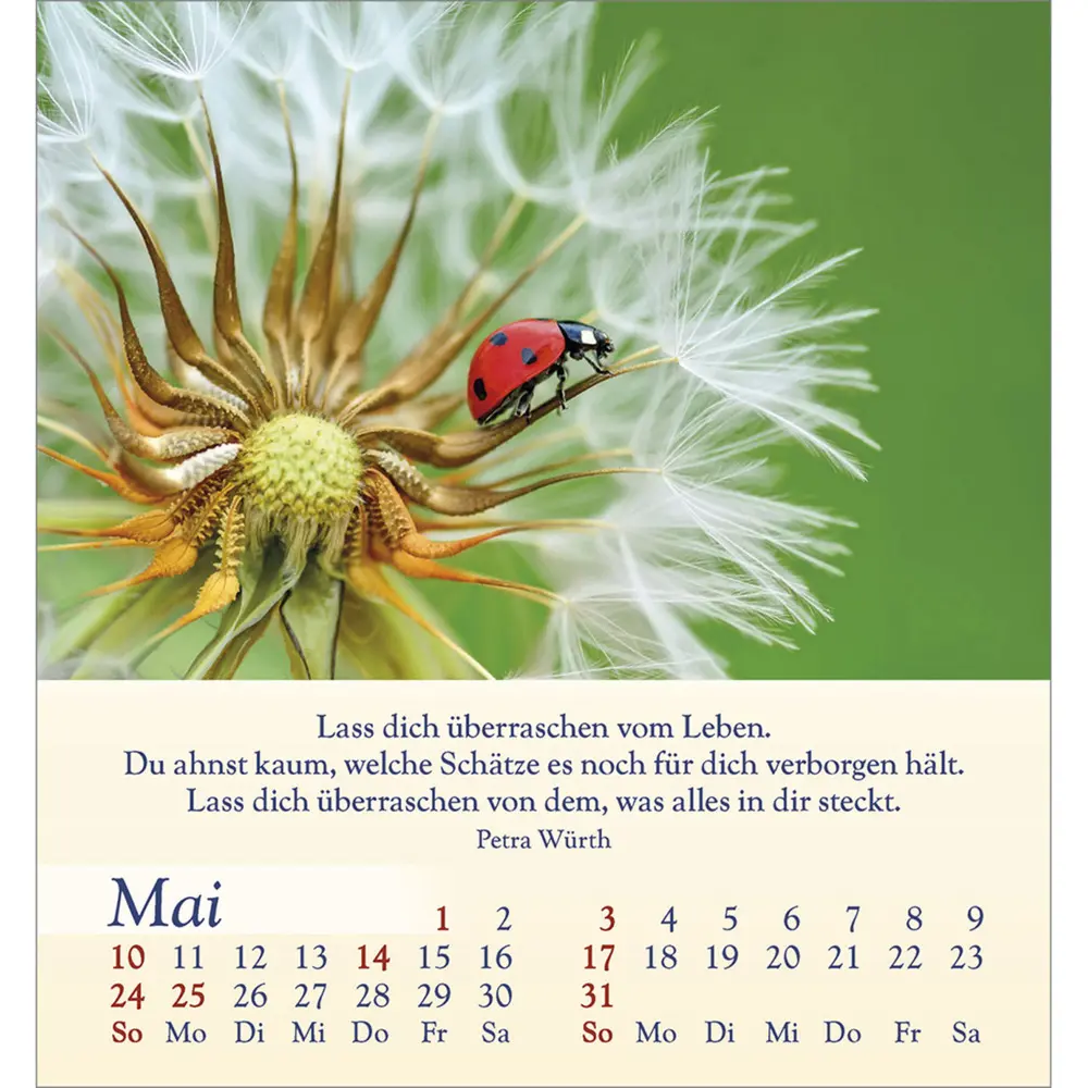 Bild: 9783754834060 | Licht für deine Seele 2026 | Kalender | Spiralbindung | Deutsch | 2026
