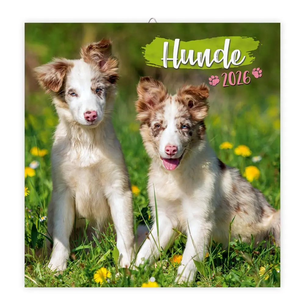 Cover: 9783988024060 | Trötsch Broschürenkalender Hunde 2026 | Wandplaner | KG | Kalender