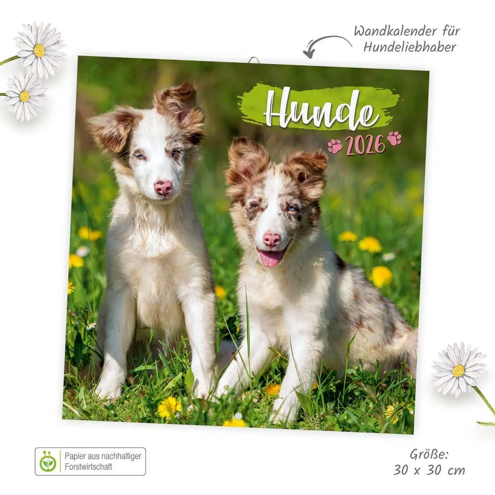 Bild: 9783988024060 | Trötsch Broschürenkalender Hunde 2026 | Wandplaner | KG | Kalender