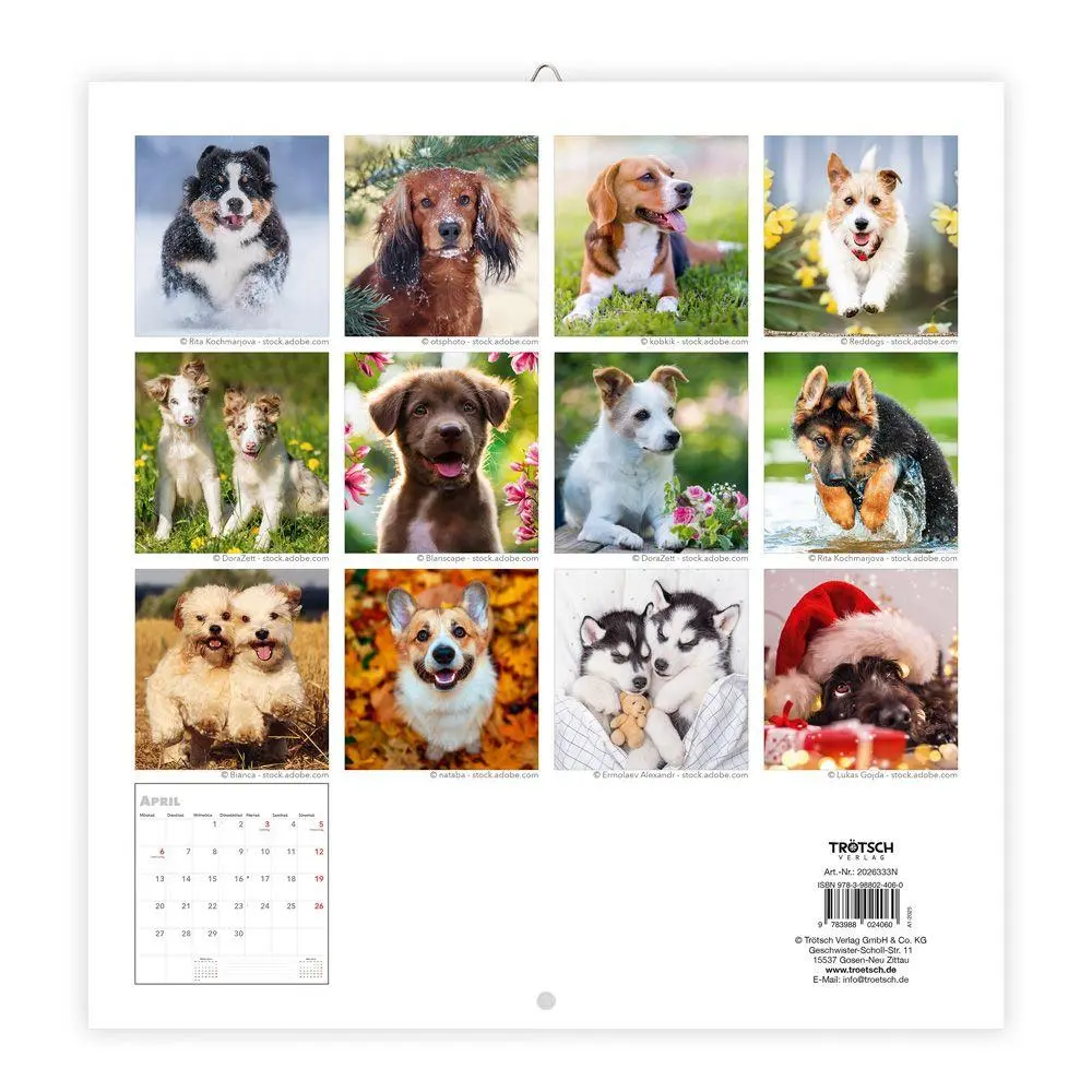 Bild: 9783988024060 | Trötsch Broschürenkalender Hunde 2026 | Wandplaner | KG | Kalender
