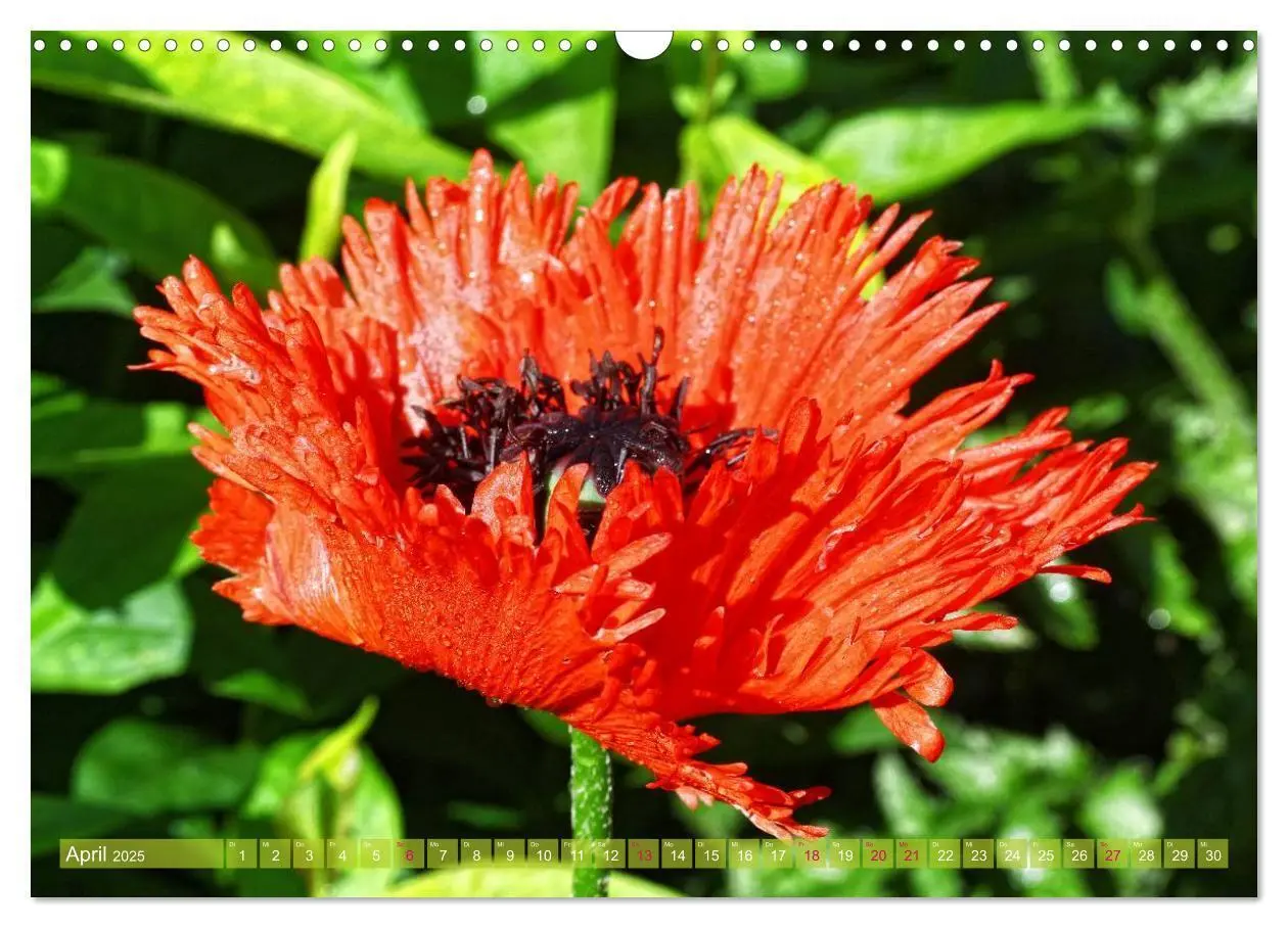 Bild: 9783435734160 | Mohn Tage (Wandkalender 2025 DIN A3 quer), CALVENDO Monatskalender
